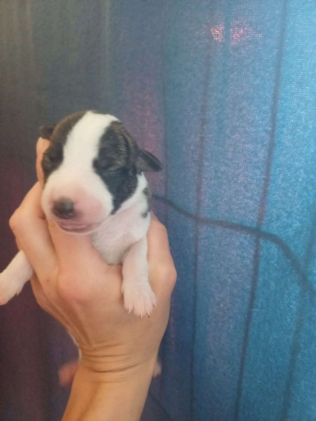 Buster