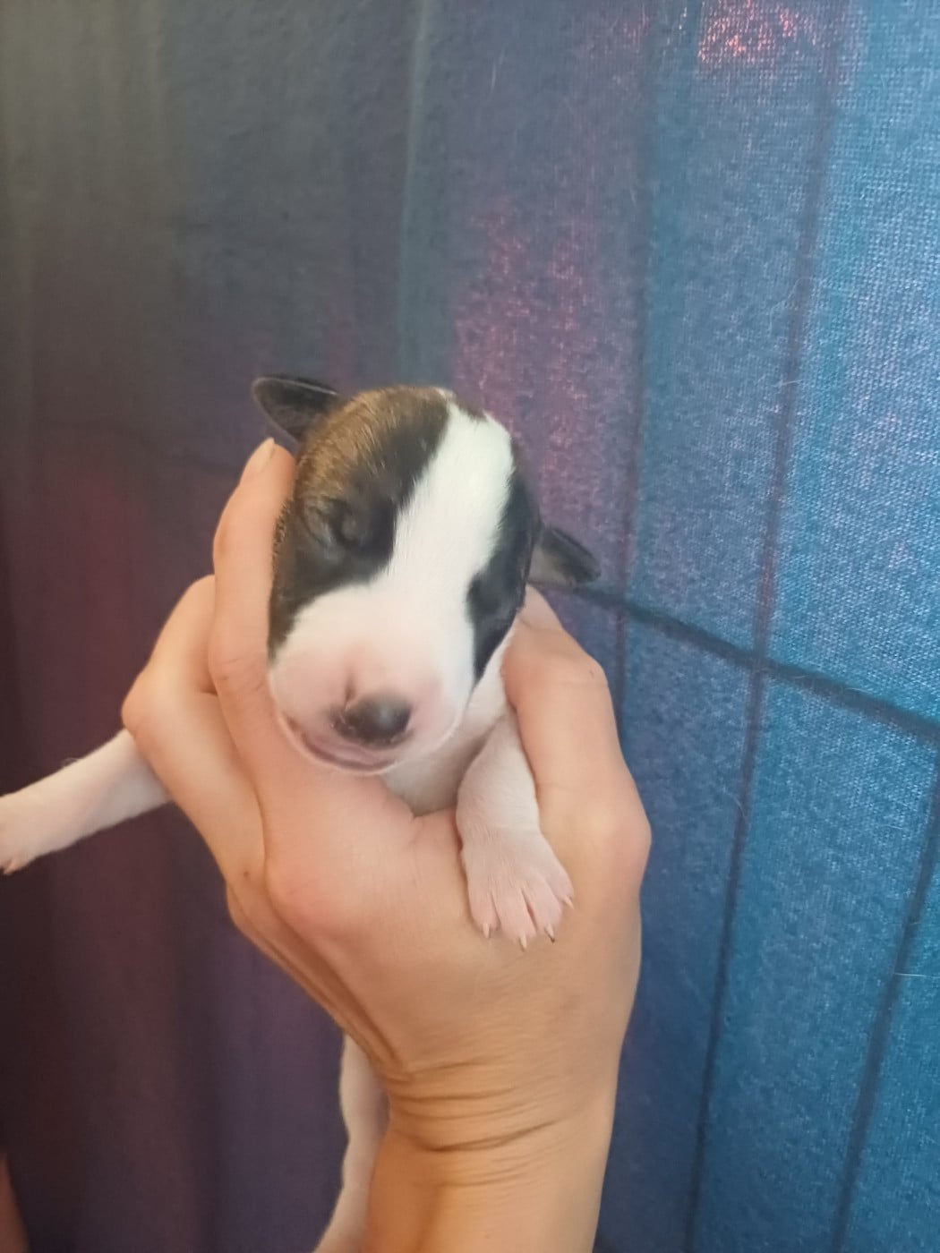 Buster