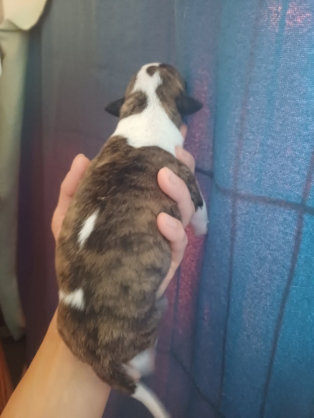 Buster
