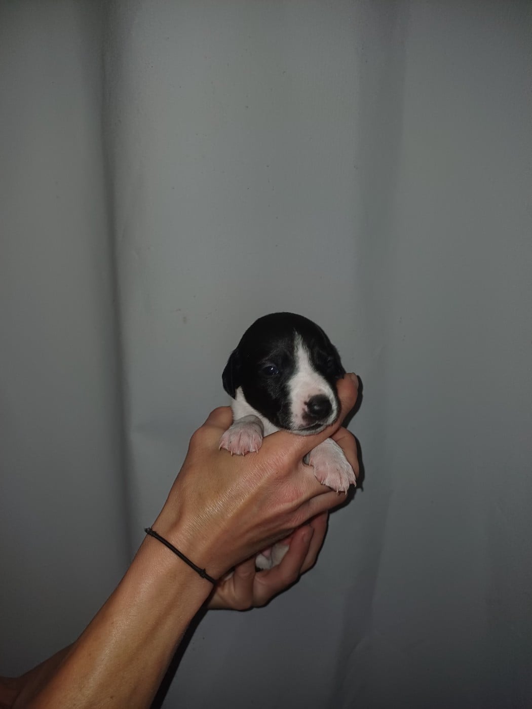 Whippet - De Lev'horse