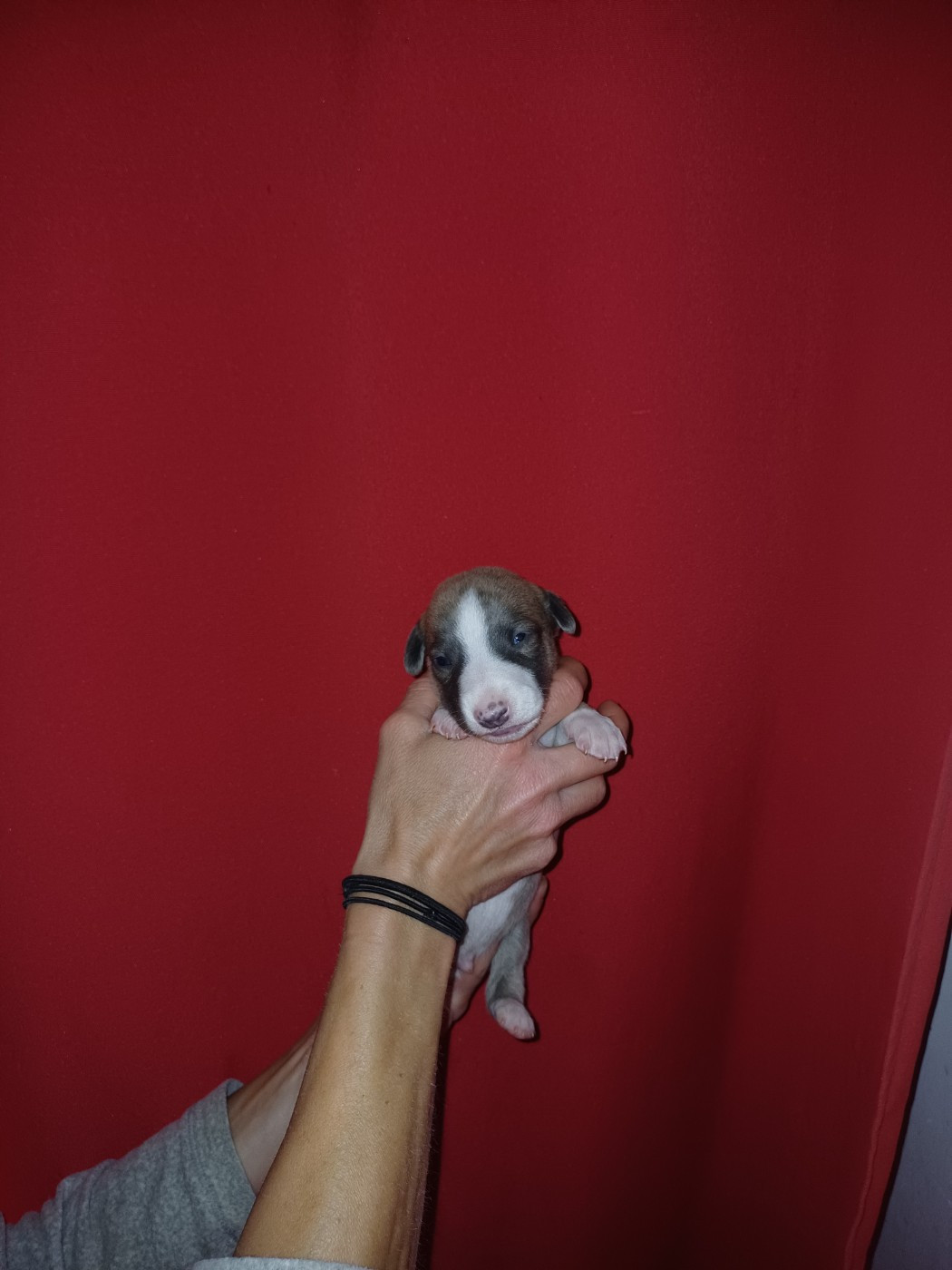 Bilbo