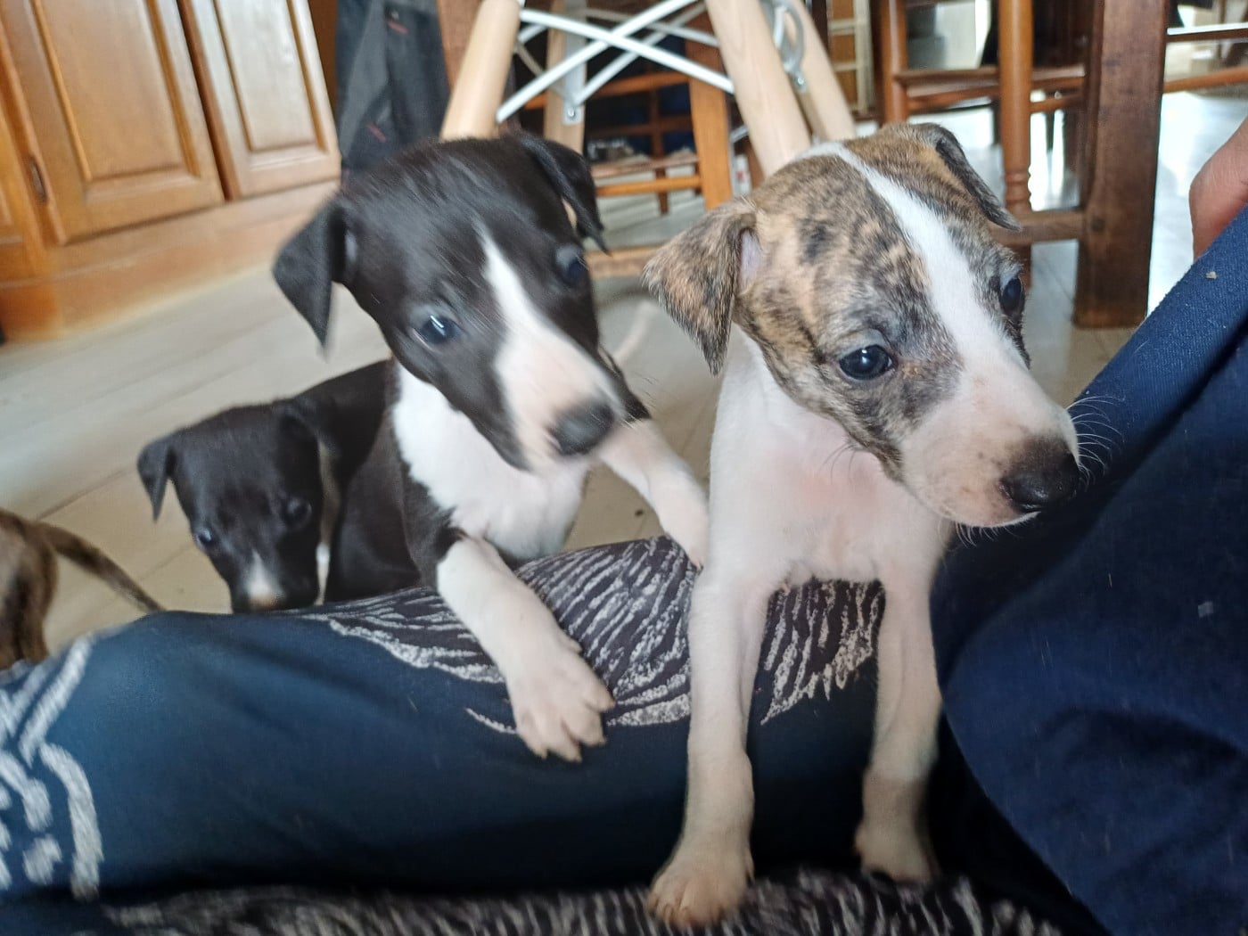 Whippet - De Lev'horse