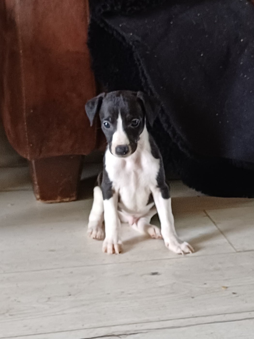 Whippet - De Lev'horse
