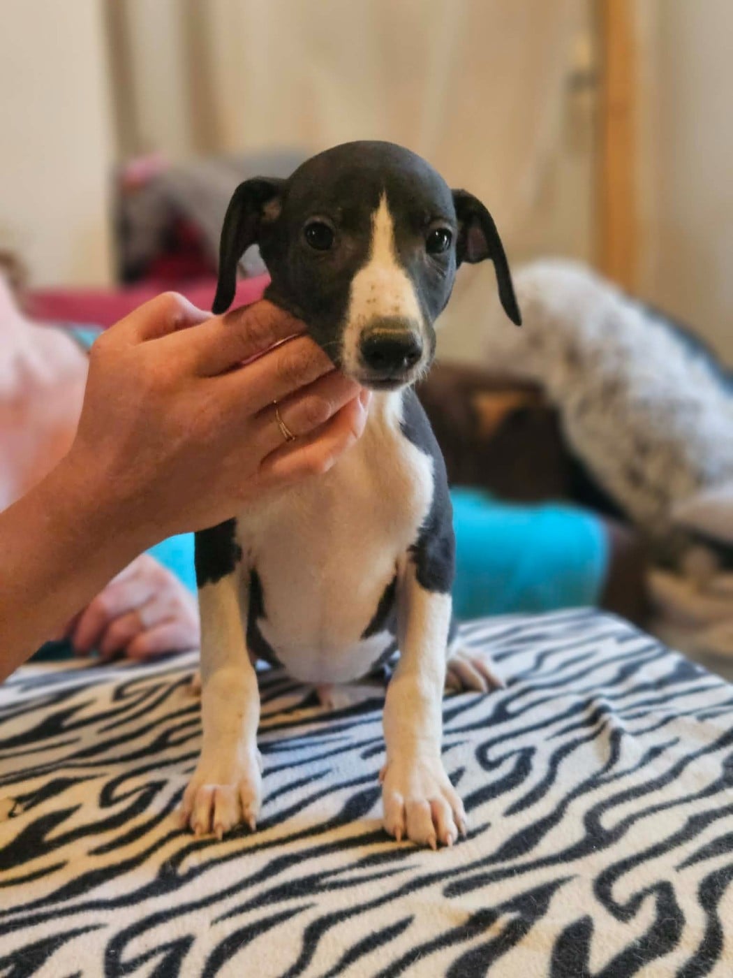 Whippet - De Lev'horse