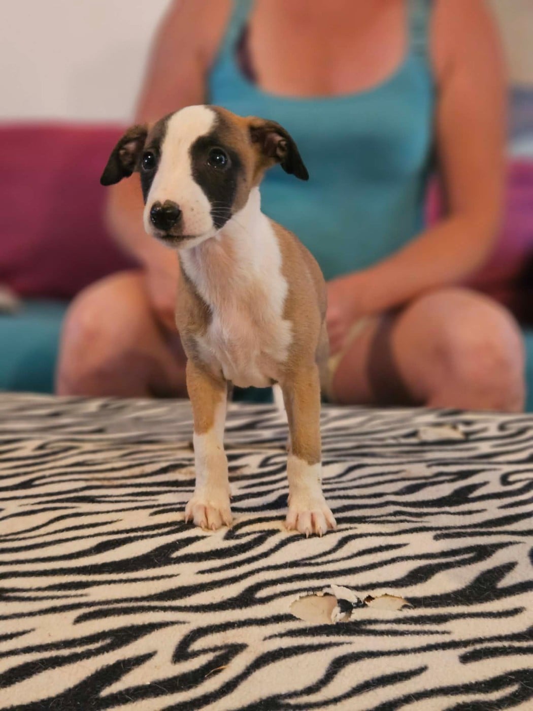 Whippet - De Lev'horse