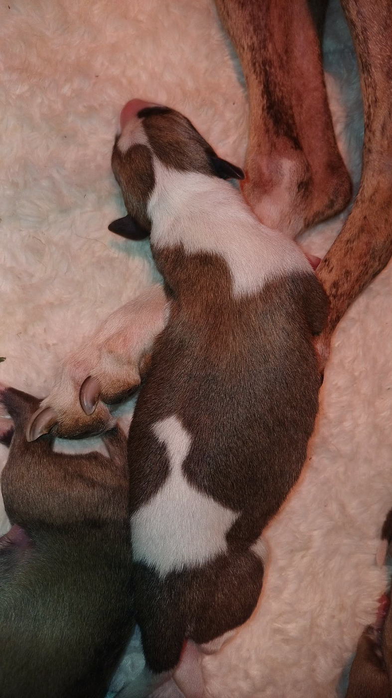Belfast Irish - Whippet