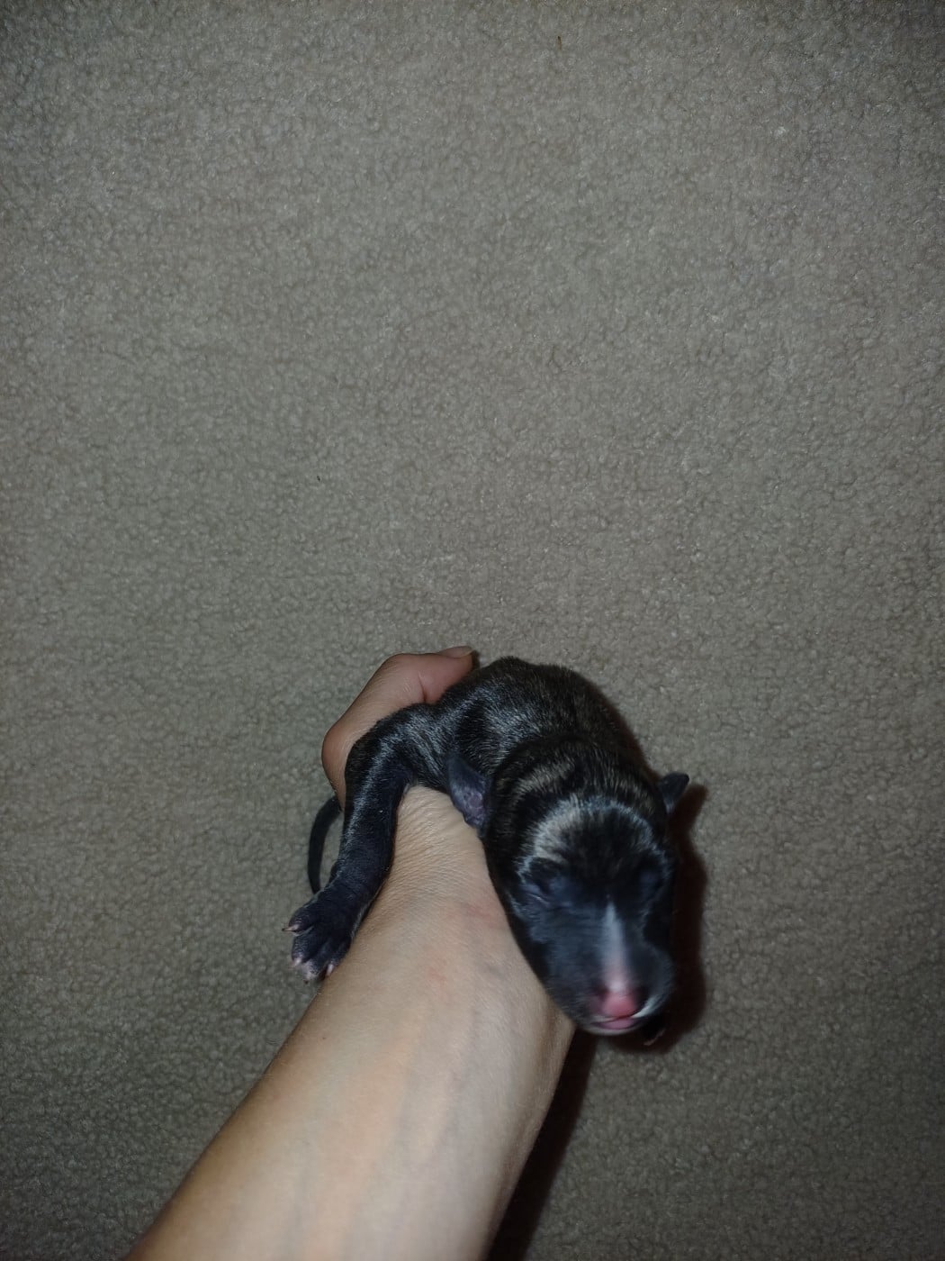 Whippet - De Lev'horse