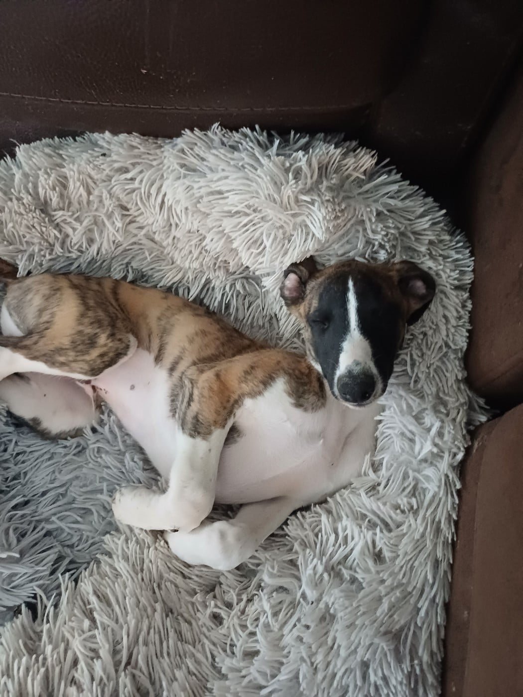 Whippet - De Lev'horse