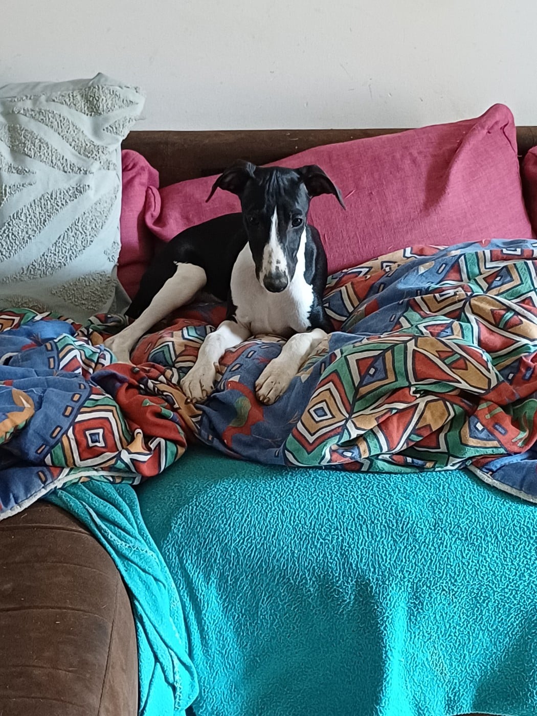 Whippet - De Lev'horse