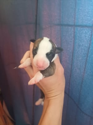 Les chiots de Whippet