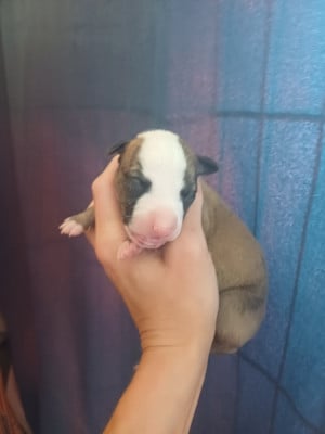 Les chiots de Whippet
