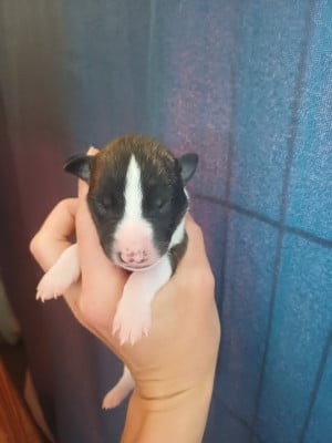 Les chiots de Whippet