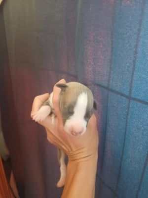 Les chiots de Whippet