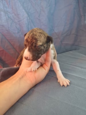 Les chiots de Whippet