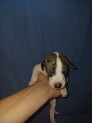 Les chiots de Whippet