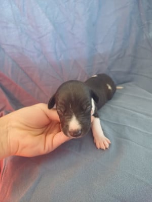 Les chiots de Whippet