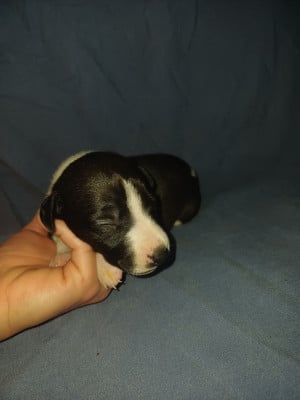 Les chiots de Whippet