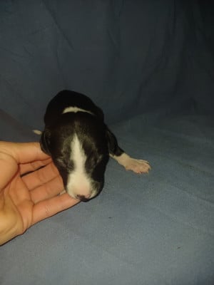 Les chiots de Whippet
