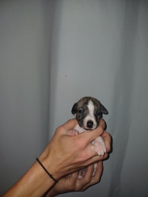 Les chiots de Whippet