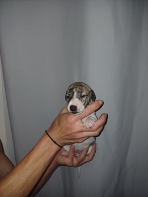 Les chiots de Whippet