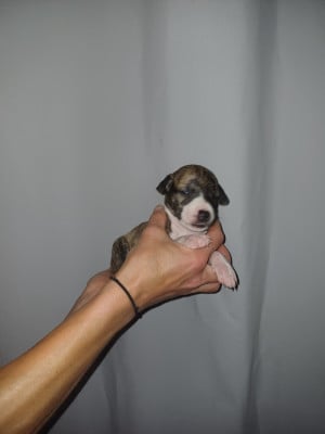 Les chiots de Whippet