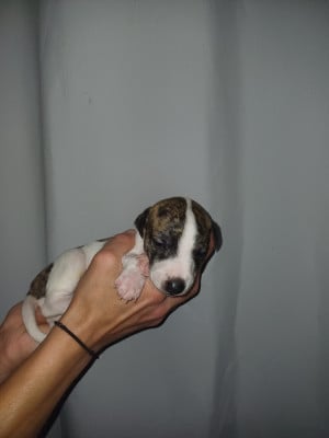 Les chiots de Whippet