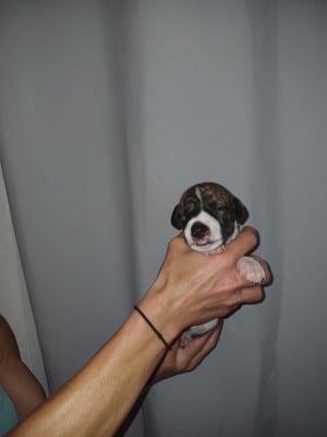 Les chiots de Whippet