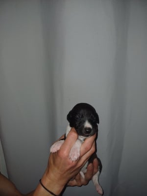 Les chiots de Whippet