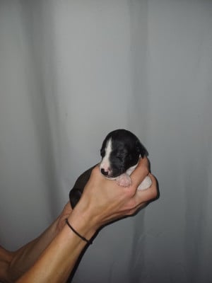 Les chiots de Whippet