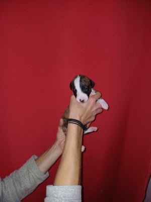 Les chiots de Whippet