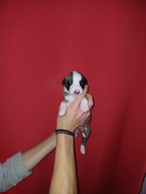 Les chiots de Whippet