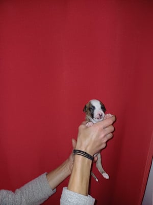 Les chiots de Whippet