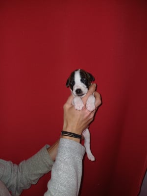Les chiots de Whippet