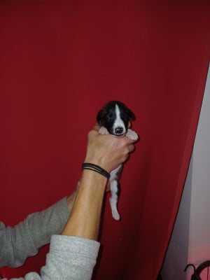 Les chiots de Whippet