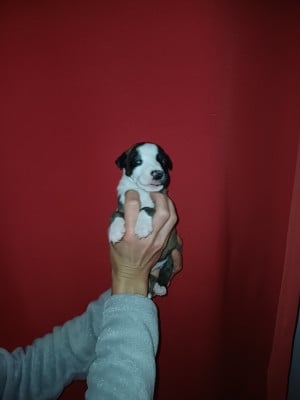 Les chiots de Whippet