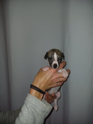 Les chiots de Whippet