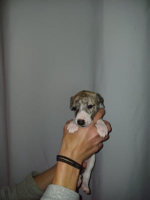 Les chiots de Whippet