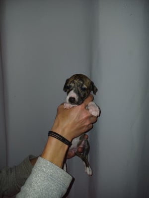 Les chiots de Whippet