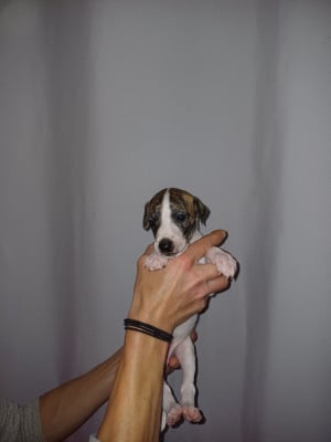 Les chiots de Whippet