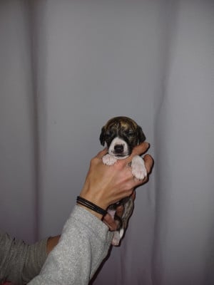 Les chiots de Whippet