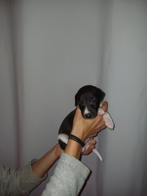 Les chiots de Whippet