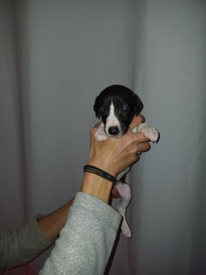 Les chiots de Whippet
