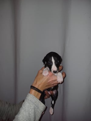 Les chiots de Whippet