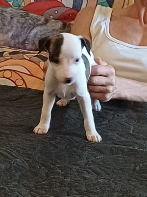 Les chiots de Whippet