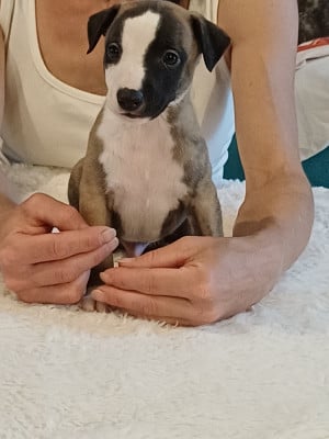 Les chiots de Whippet