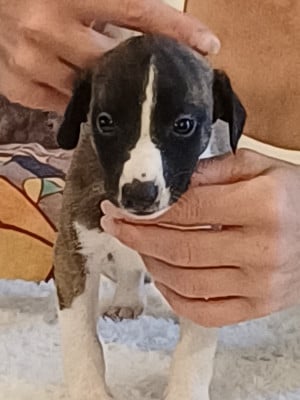 Les chiots de Whippet