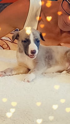 Les chiots de Whippet
