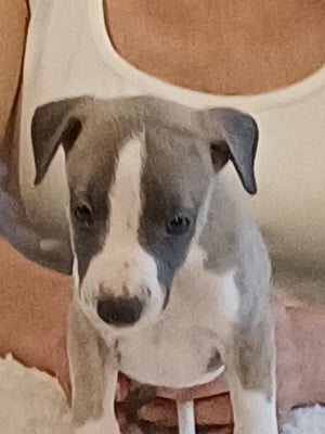Les chiots de Whippet