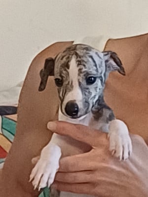 Les chiots de Whippet