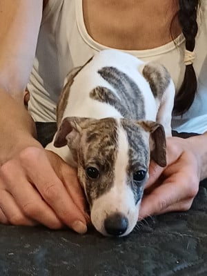 Les chiots de Whippet